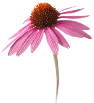 Энсил